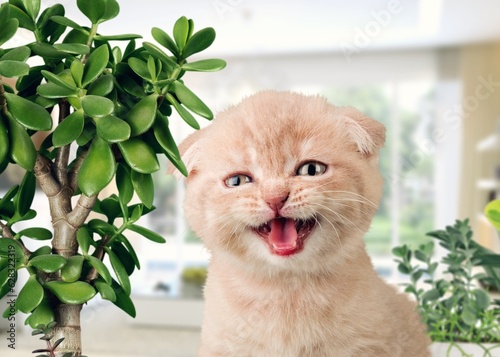 Cute domestic cat sniffing green houseplant