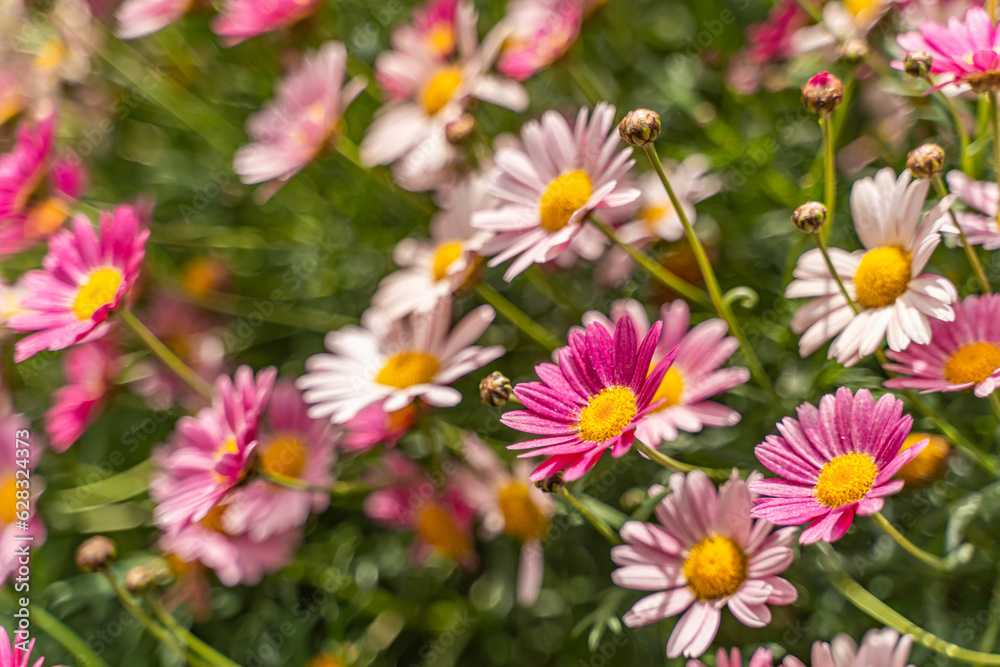 Close-up of Marguerite Daisy (Argyranthemum frutescens) Close-up of Marguerite Daisy (Argyranthemum frutescens)
