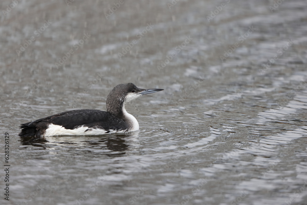 Black-throated Diver or Arctic Loon (Gavia arctica) in Japan Black-throated Diver or Arctic Loon (Gavia arctica) in Japan