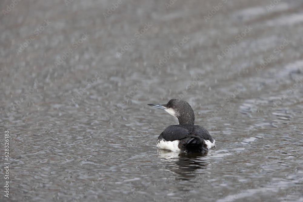 Black-throated Diver or Arctic Loon (Gavia arctica) in Japan Black-throated Diver or Arctic Loon (Gavia arctica) in Japan