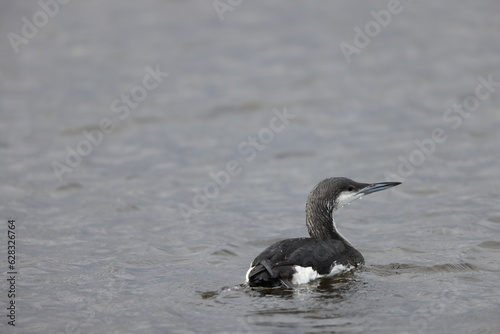 Black-throated Diver or Arctic Loon (Gavia arctica) in Japan © feathercollector