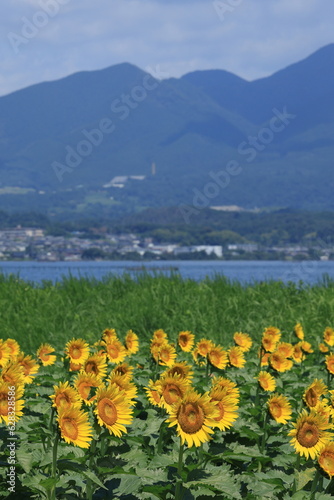 琵琶湖畔のひまわり畑（Sunflower field by Lake Biwa）