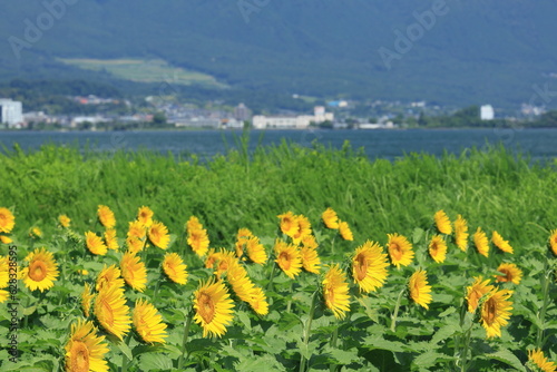 琵琶湖畔のひまわり畑（Sunflower field by Lake Biwa）
