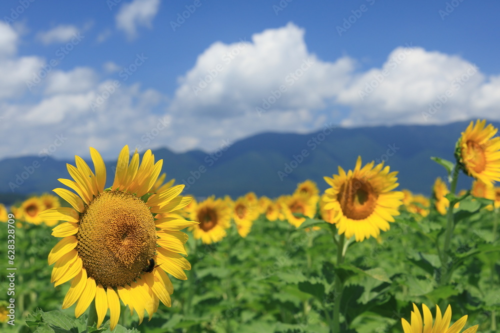 Fototapeta premium 琵琶湖畔のひまわり畑（Sunflower field by Lake Biwa）