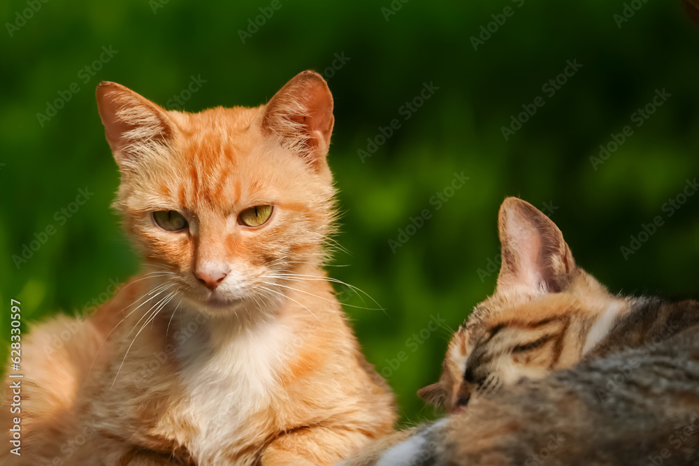 A ginger cat and a tabby cat are resting in the sunlight of the garden.