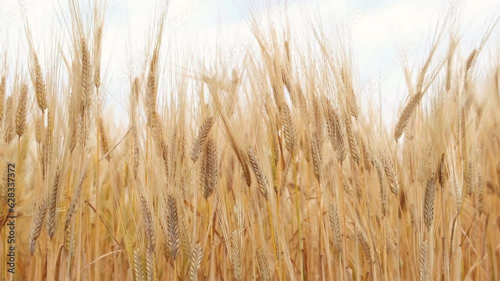 Golden wheat ears on light wind on sunny day. Slow motion. Agriculture concept. Golden wheat ears on light wind on sunny day. Slow motion. Agriculture concept.