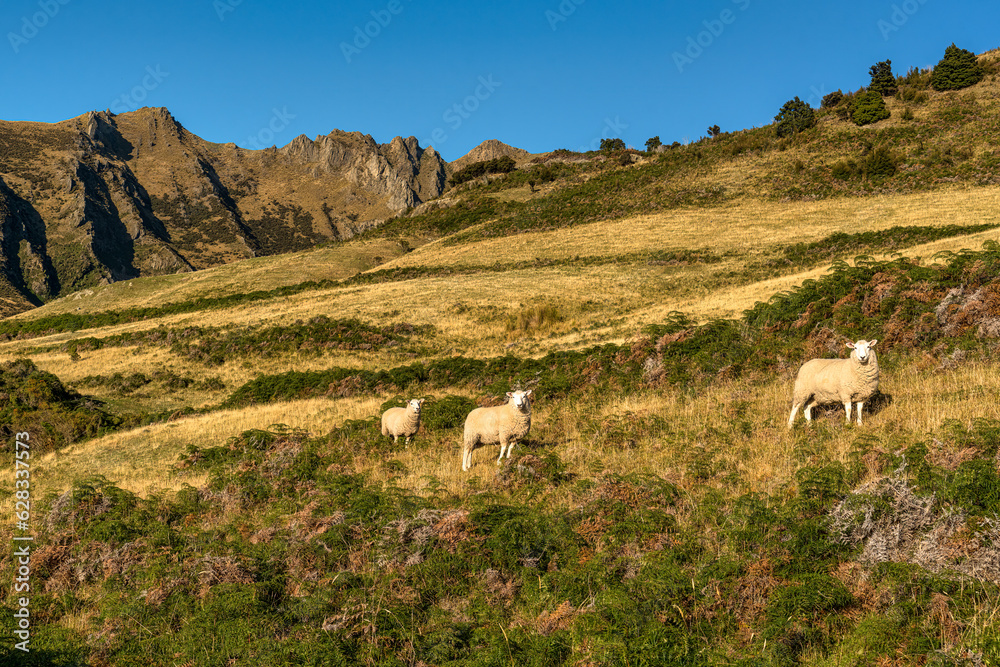 Sheep grazing  on the slopes of the Southern Alps on the Isthmus peak track near Lake Hawea