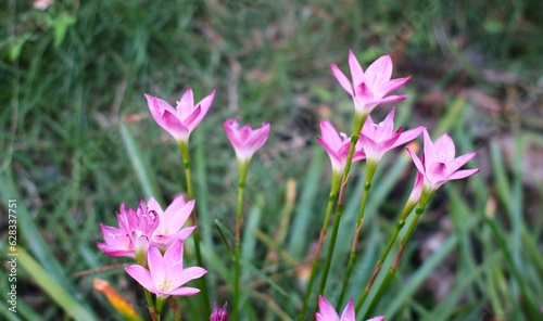 Fototapeta Naklejka Na Ścianę i Meble -  Pink flower known as rain lily or also called Zephyranthes rosea when it blooms in the morning