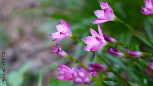 Pink flower known as rain lily or also called Zephyranthes rosea when it blooms in the morning