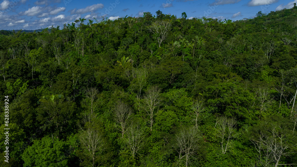 aerial view of a  dense amazon rainforest