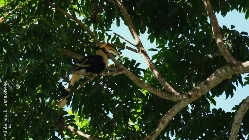 Checking and looking down from on top of a tree, Great Hornbill Buceros bicornis Checking and looking down from on top of a tree, Great Hornbill Buceros bicornis