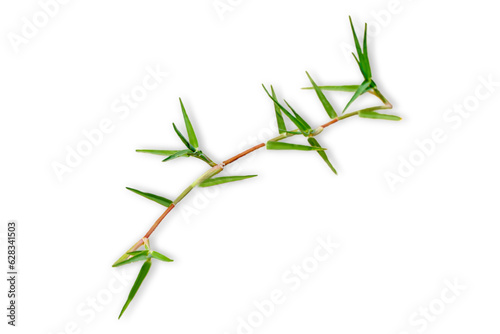green scutch grass isolated on transparent background. photo