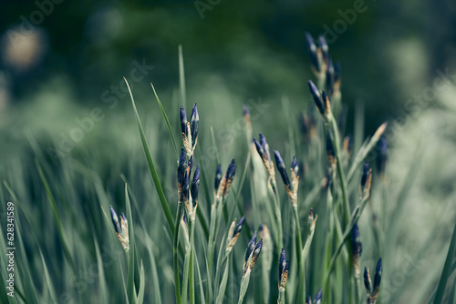 Abundant flowering of blue irises in the summer garden. Atmospheric spring floral background. Delicate iris flower beds and parks. High quality photo