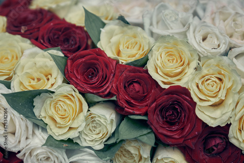 Background of white and red roses. Close-up of beautiful rose buds in a row with space to copy. High quality photo