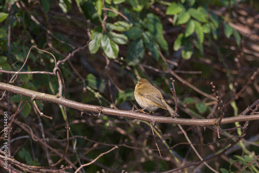 bird common chiffchaff perched in a branch phylloscopus collybita bird common chiffchaff perched in a branch phylloscopus collybita