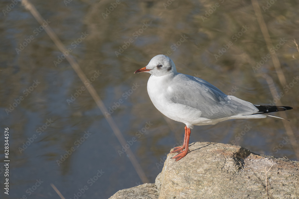 seagull black-headed standing on a rock chroicocephalus ridibundus seagull black-headed standing on a rock chroicocephalus ridibundus