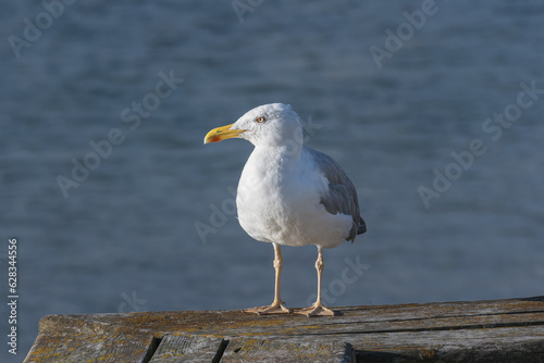 Yellow-legged gull standing close up outdoors larus michahellis