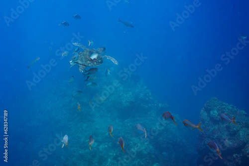南伊豆ヒリゾ浜のカンパチの群れに絡まれるアオウミガメ © d3_plus
