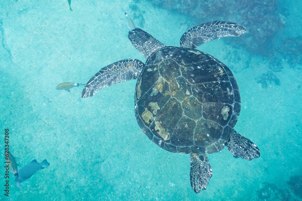 Fototapeta premium 南伊豆ヒリゾ浜ののんびり泳ぐアオウミガメ
