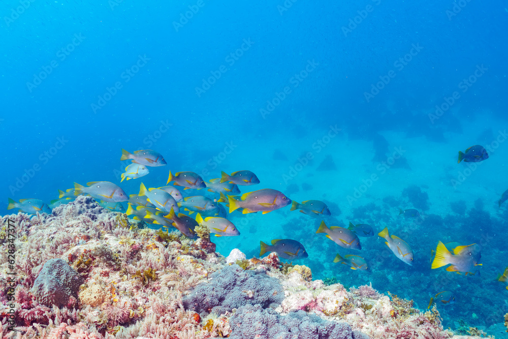 Obraz premium 南伊豆ヒリゾ浜の鮮やかなフエダイの群れ