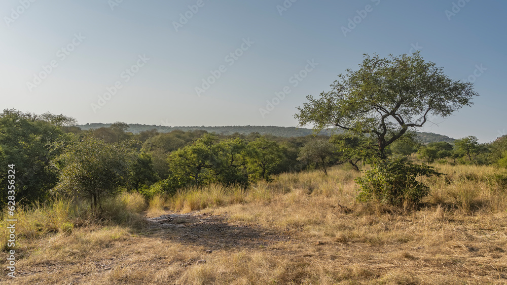 Indian jungle landscape. Yellowed grass in the meadow, thickets of trees around. Mountains in the distance. Clear blue sky. Copy space. Ranthambore National Park. Indian jungle landscape. Yellowed grass in the meadow, thickets of trees around. Mountains in the distance. Clear blue sky. Copy space. Ranthambore National Park.