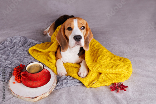 фотографія A cute beagle dog in knitted clothes is lying on the bed