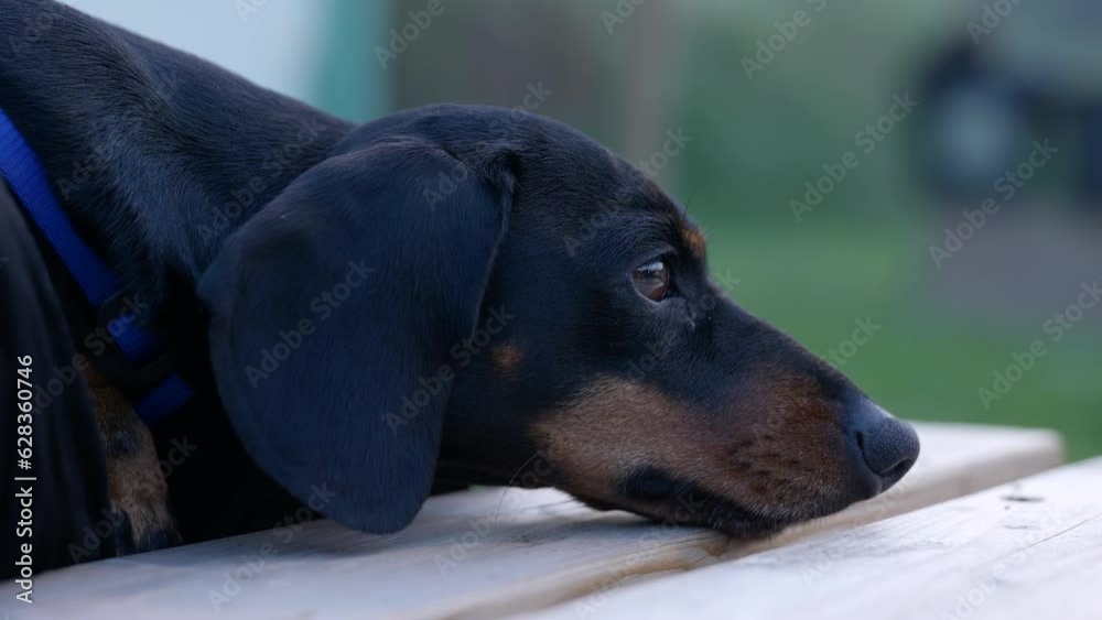 Close up of cute sleepy miniature dachshund resting on wooden bench. Static Close up of cute sleepy miniature dachshund resting on wooden bench. Static