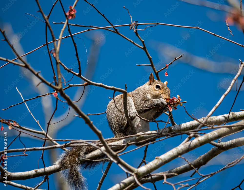 Obraz premium squirrel on a branch