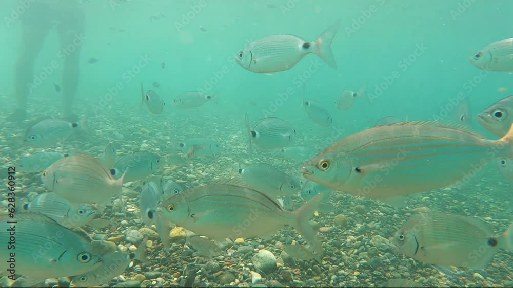Group of school of fish swim underwater near camera at mediterranean sea looking for fish during summertime. Dive at sea. Group of school of fish swim underwater near camera at mediterranean sea looking for fish during summertime. Dive at sea.