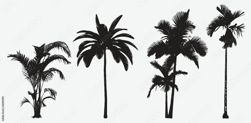 Exquisite Silhouettes of Majestic Betel Nut Trees, Nature's Artistry in Vector