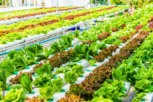 Hydroponic organic in farm.