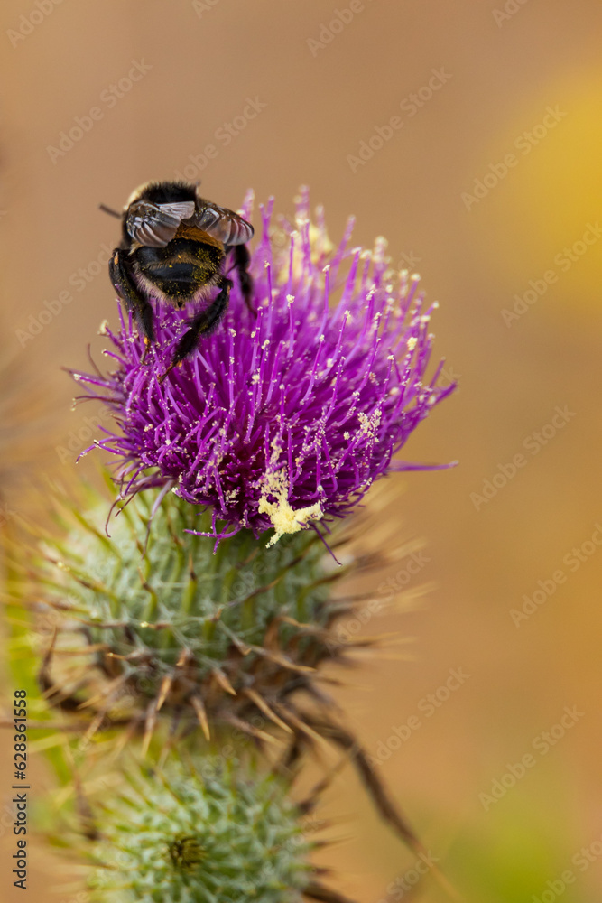 Bumblebee butt on thistle flower Bumblebee butt on thistle flower
