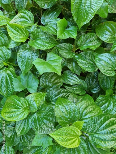 green leaves background