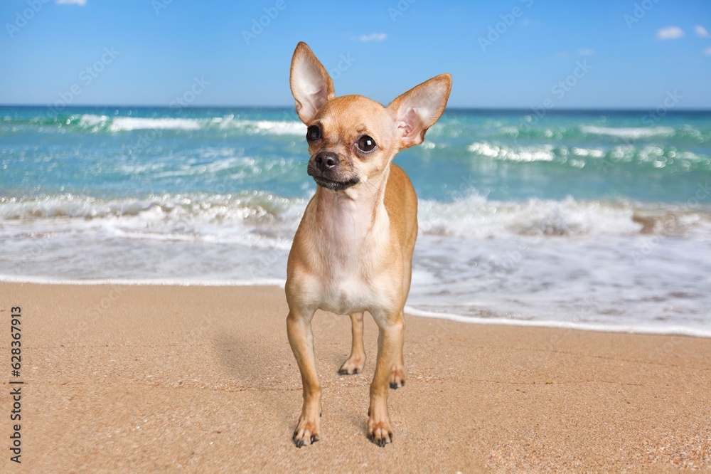 Cute dog having fun in summer on the beach. Cute dog having fun in summer on the beach.