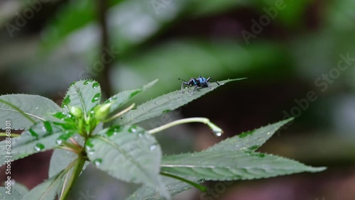 Leaves moving in the wind as the weevil rests on top, Weevil Metapocyrtus lindabonus Schultze, Philippines photo