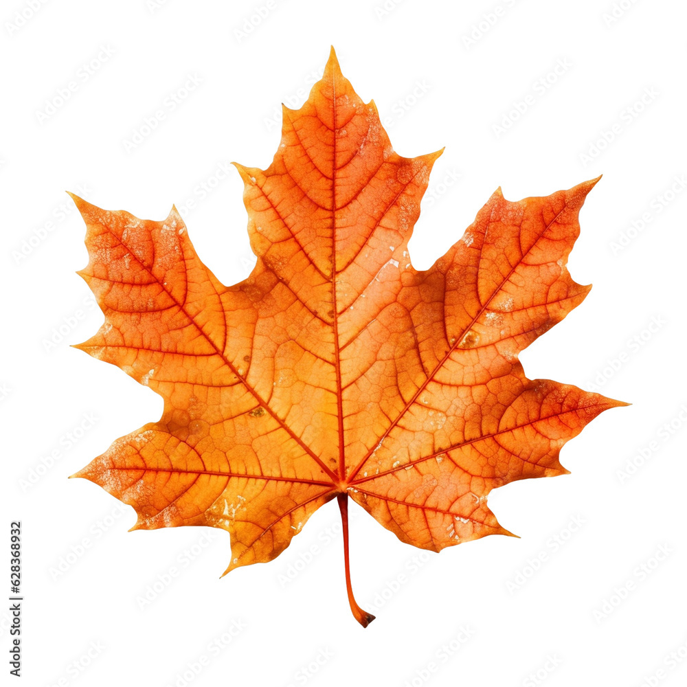 Orange maple leaf isolated on transparent background Orange maple leaf isolated on transparent background