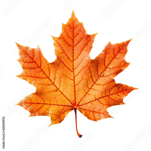 Orange maple leaf isolated on transparent background