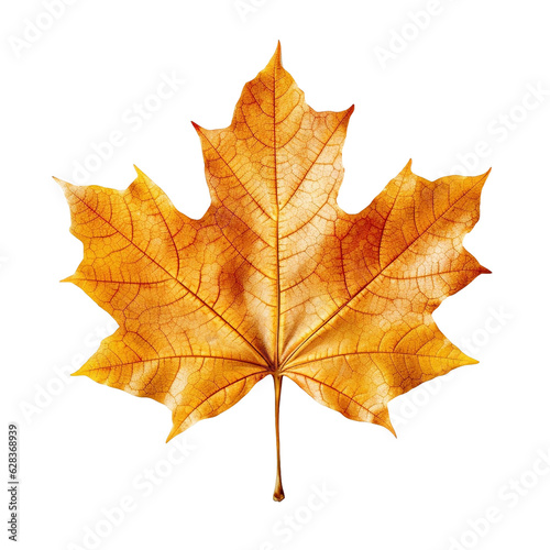 Orange maple leaf isolated on transparent background