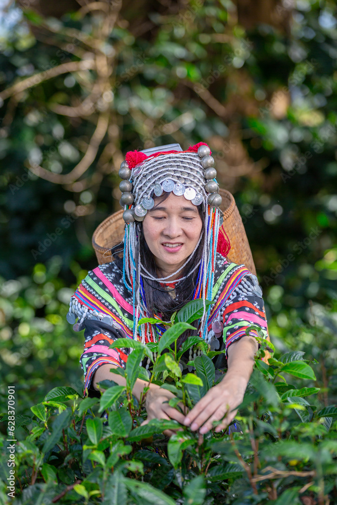 Hill tribe Asian woman in traditional clothes collecting tea leaves with basket in tea plantations terrace, Chiang mai, Thailand collect tea leaves Hill tribe Asian woman in traditional clothes collecting tea leaves with basket in tea plantations terrace, Chiang mai, Thailand collect tea leaves