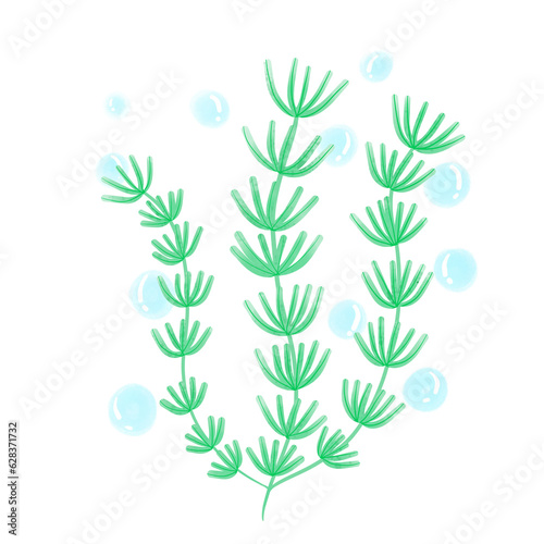 Seaweed 