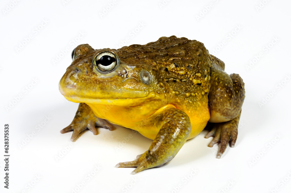 Fototapeta premium African bullfrog // Afrikanischer Ochsenfrosch (Pyxicephalus adspersus)
