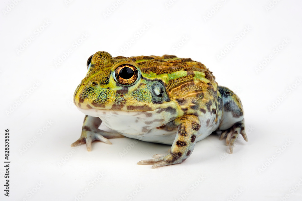 Fototapeta premium African bullfrog // Afrikanischer Ochsenfrosch (Pyxicephalus adspersus)