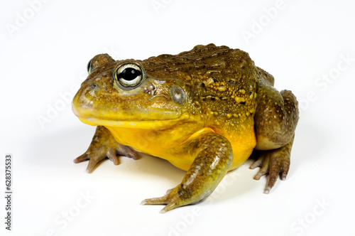 African bullfrog // Afrikanischer Ochsenfrosch (Pyxicephalus adspersus)