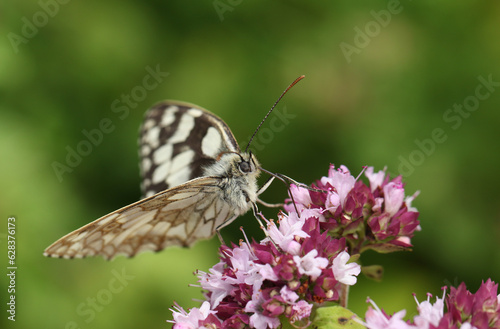 A Marbled White Butterfly, Melanargia galathea, nectaring on the flowers of a Marjoram plant growing in a wildflower meadow.
