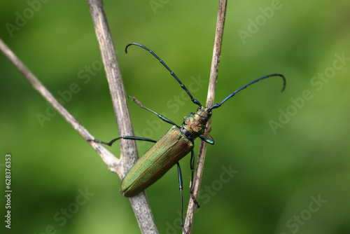 A large Musk Beetle, Aromia moschata, displaying on a wild plant. photo