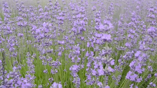 Closeup of a lavender field near Chirpan in Bulgaria on a  cloudy summer day with a slight breeze and some flying insects. photo