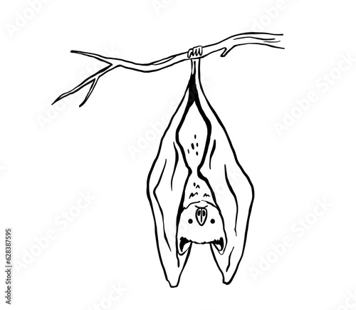 Line drawing of cute hanging bat. Nocturnal mammal animal mascot for halloween. Outline vector illustration