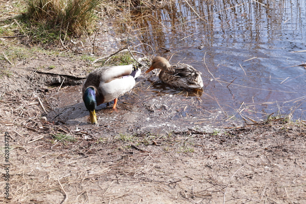 Zwei Enten am Rande des Finkenmoors im Wernerwald, einem Waldstück an der Nordsee bei Cuxhaven an der Deutschen Nordseeküste Zwei Enten am Rande des Finkenmoors im Wernerwald, einem Waldstück an der Nordsee bei Cuxhaven an der Deutschen Nordseeküste