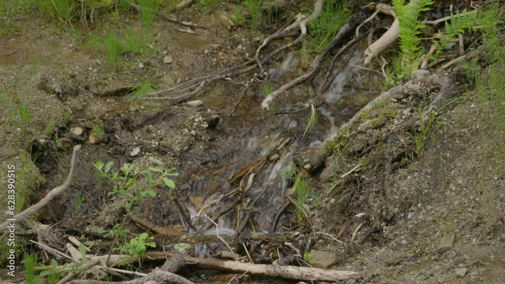 Running water down forest roots and dirt Running water down forest roots and dirt