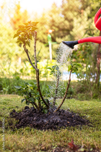 Watering garden plants. Water pours from a watering can. Landscaping of the territory. Caring for the environment. Planting plants. work in the garden. Plant cultivation.